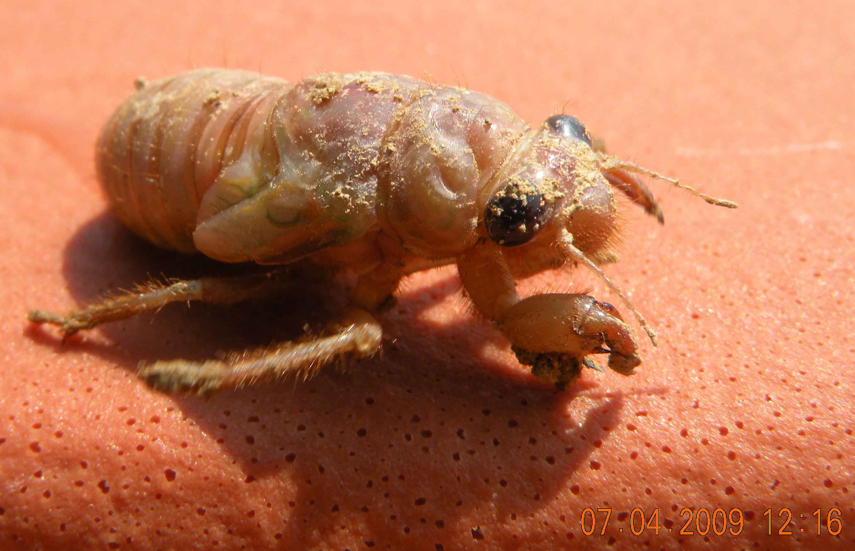 larve di coleottero? Cetoniidae e Cicala